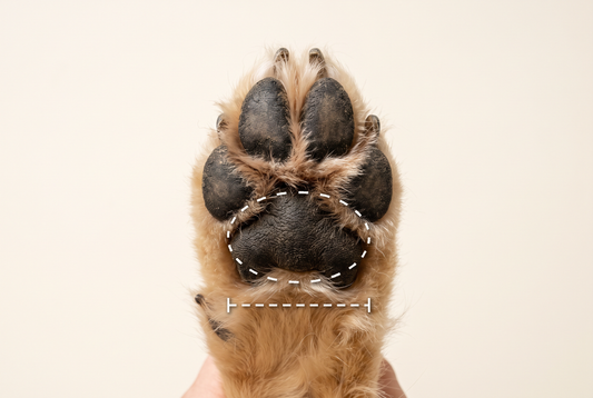 Close view of the underside of a dog paw, showing the textured pads that create grip