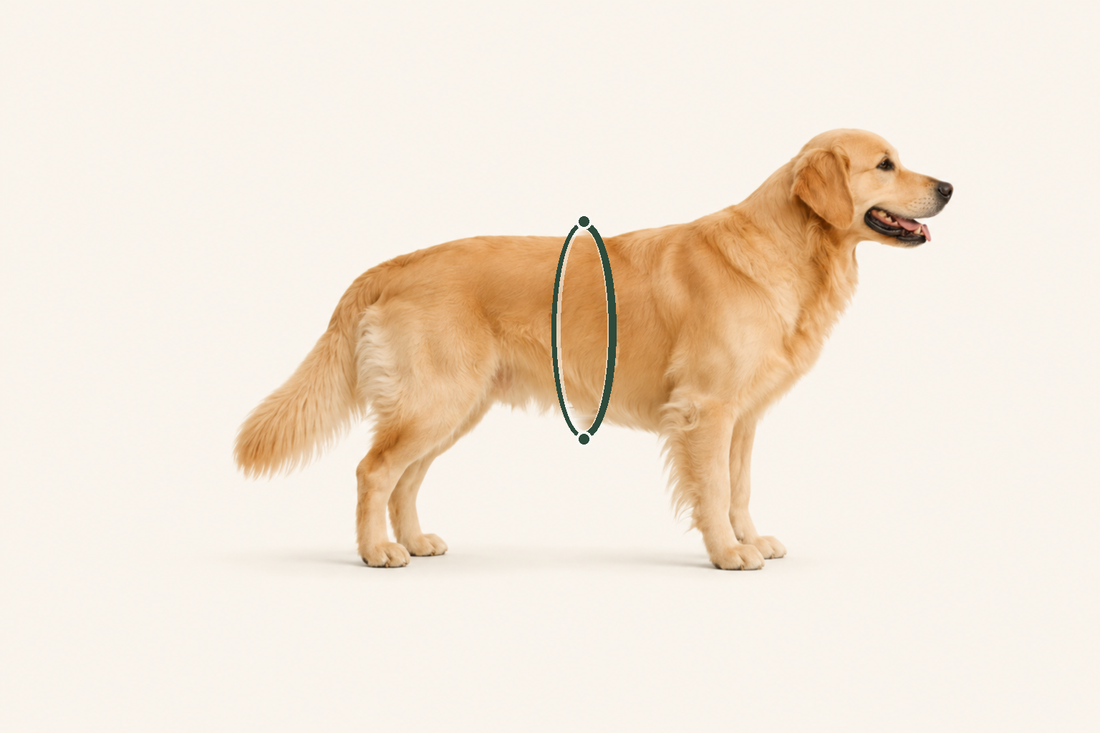A dog in profile with a measuring band around the widest part of the ribcage