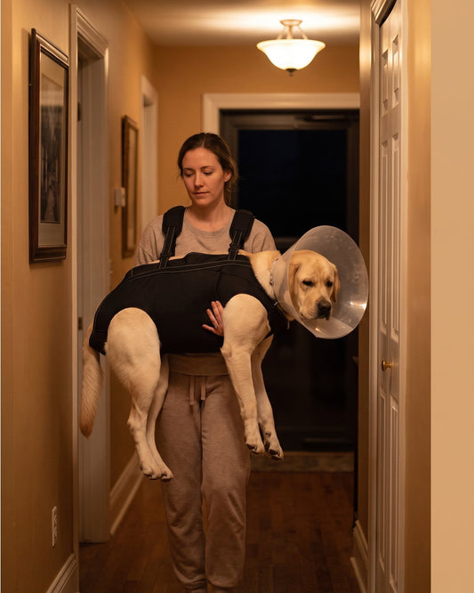 A dog waiting at the end of a lit hallway at night instead of following into the room