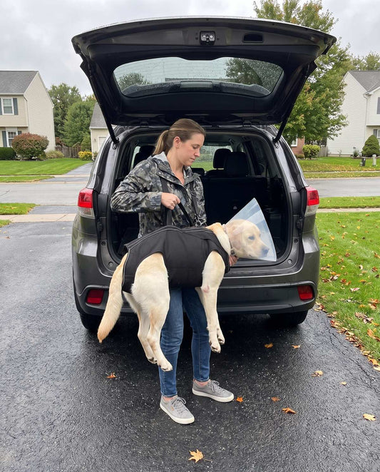 A woman lifting a Labrador into the back of an SUV using a full body carrier