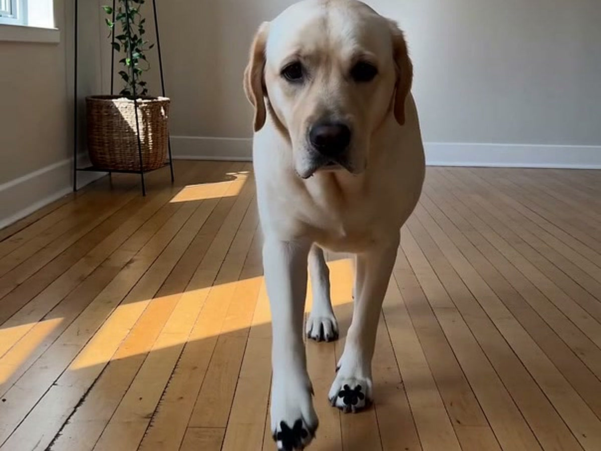 A yellow Labrador walking across a wood floor wearing anti-slip paw grips on his front paws