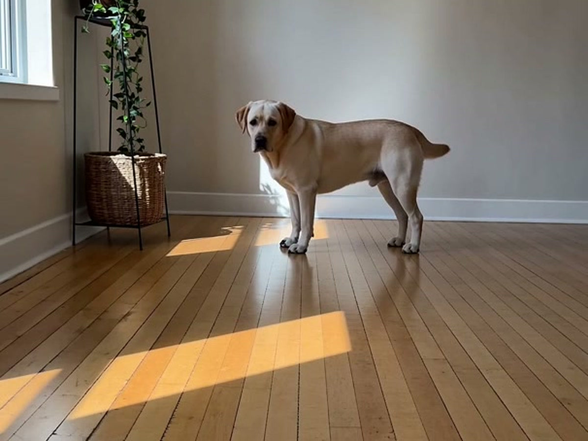A yellow Labrador standing still on a wood floor in a sunlit room