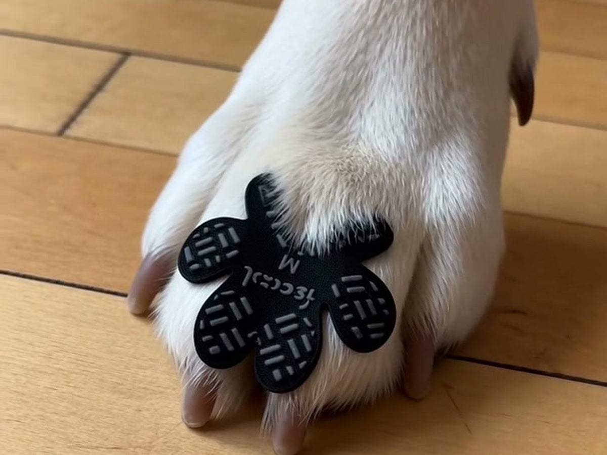 Close-up of an anti-slip grip stuck to the pads under a dog paw on a wood floor