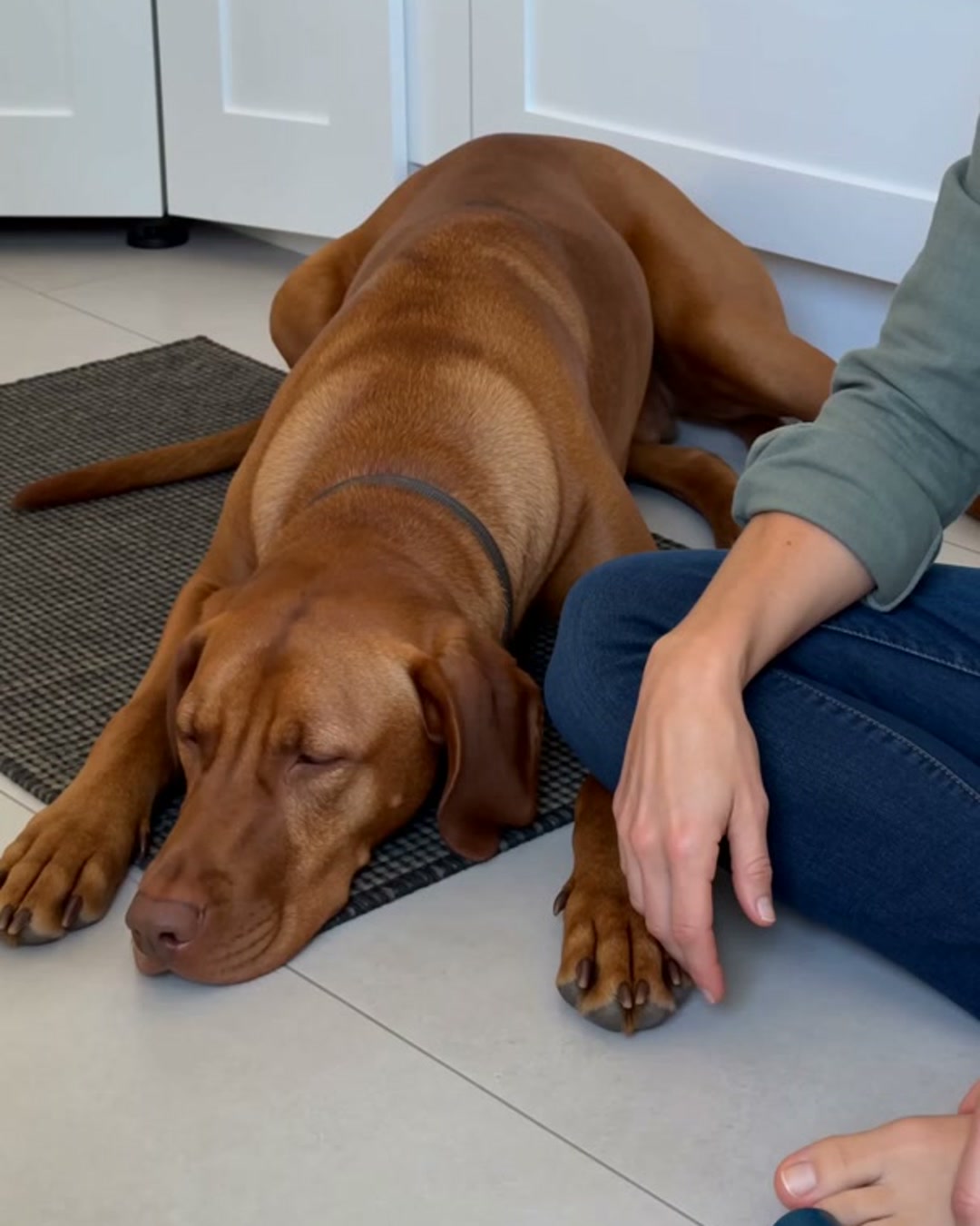 A dog rests on the kitchen floor next to his owner before she starts on his nails