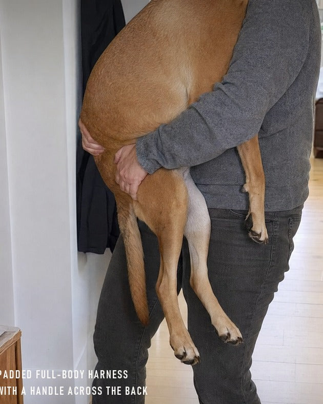 A person carrying a large dog in their arms in a doorway, both forearms under the dog