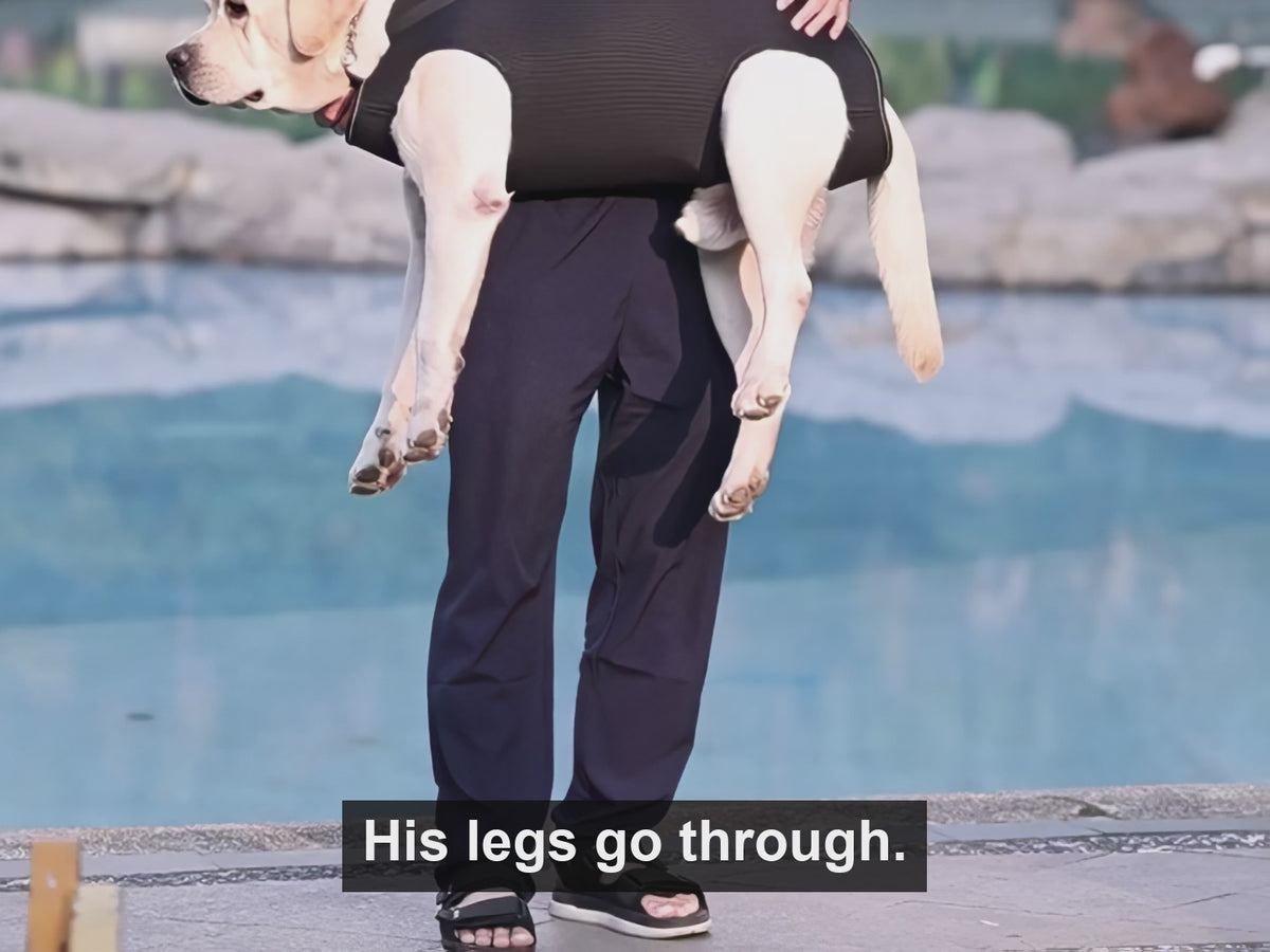 Load video: A Labrador carried in the black Full-Body Dog Carrier, all four legs hanging free through the leg openings, while a person walks