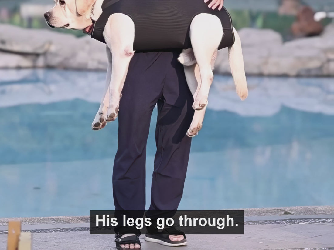 A Labrador carried in the black Full-Body Dog Carrier, all four legs hanging free through the leg openings, while a person walks